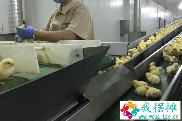 白羽肉鸡的防疫程序
