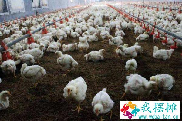 白羽肉鸡的防疫程序