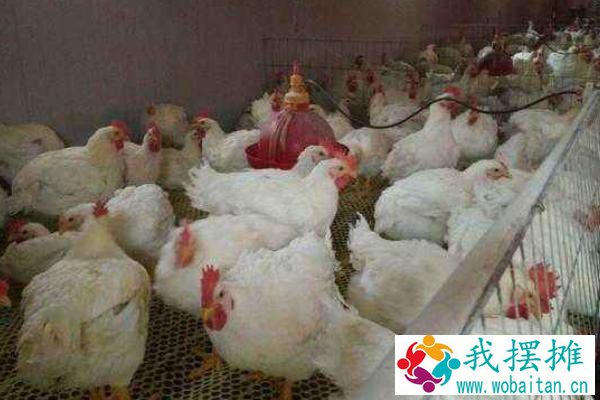 养白羽肉鸡一年多重