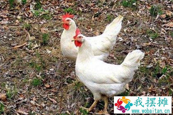 养白羽肉鸡一年多重