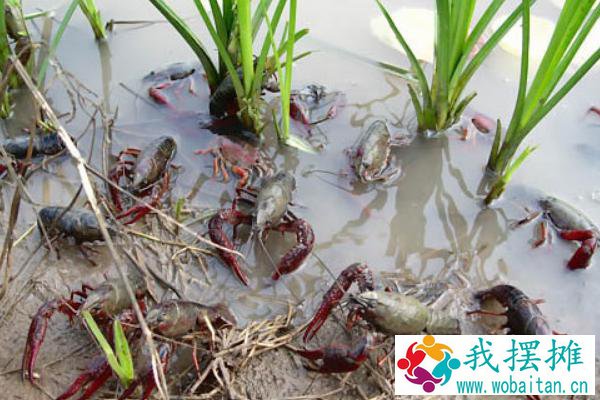 小龙虾的繁殖方法