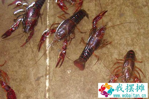 小龙虾的繁殖方法