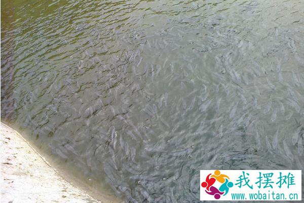 黑鱼养殖几个月能出售
