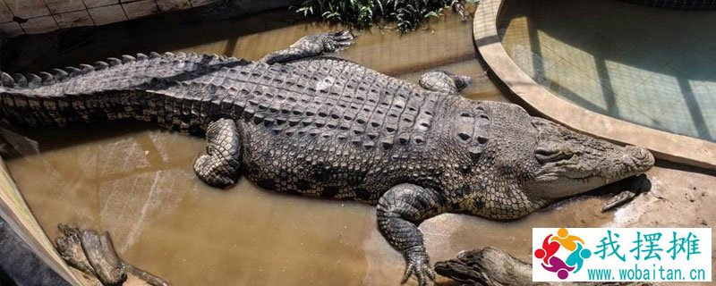 鳄鱼养殖成本和利润