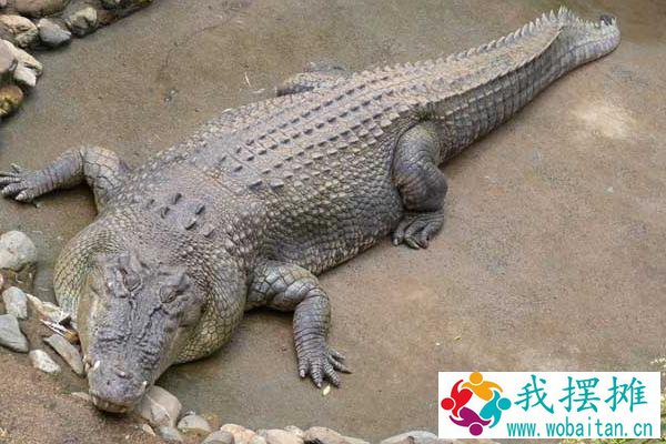 鳄鱼养殖成本和利润
