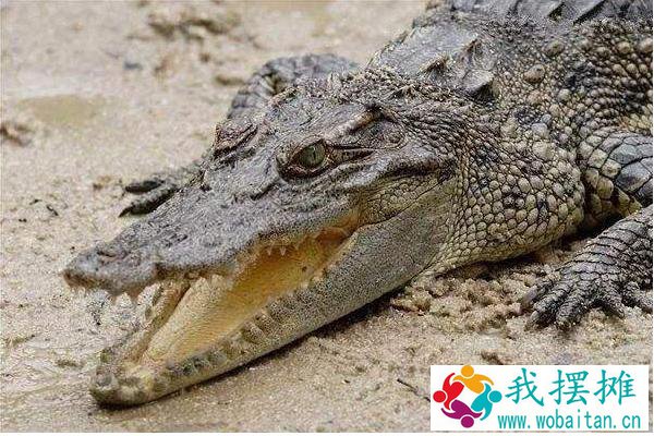 鳄鱼养殖成本和利润
