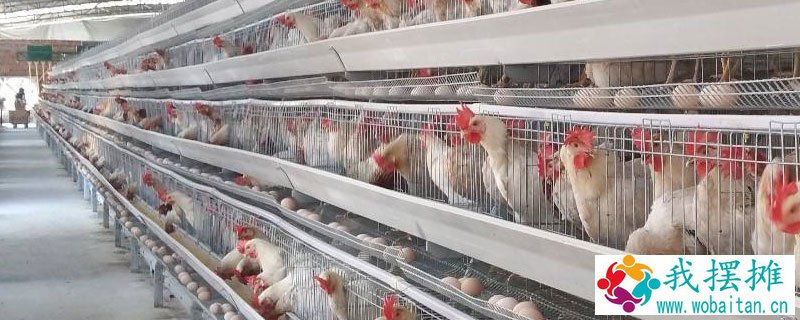 蛋鸡的品种及产量
