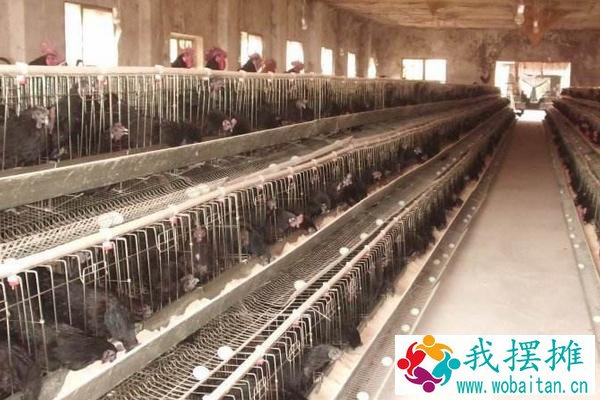 高产笼养绿壳蛋鸡