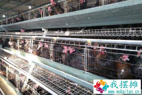 高产笼养绿壳蛋鸡