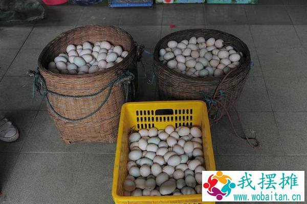 蛋鸭多少天产蛋