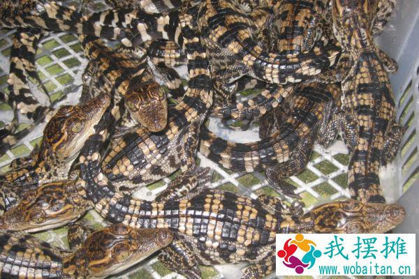 鳄鱼养殖有什么政策