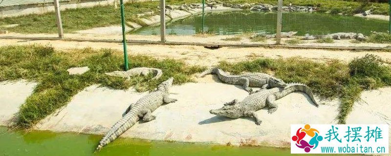 鳄鱼怎么养