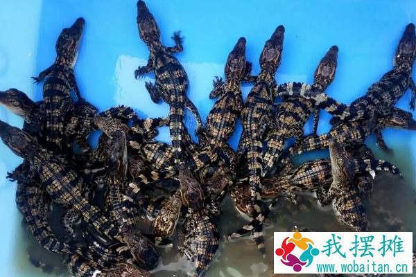 鳄鱼怎么养