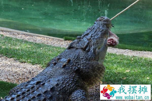 鳄鱼怎么养