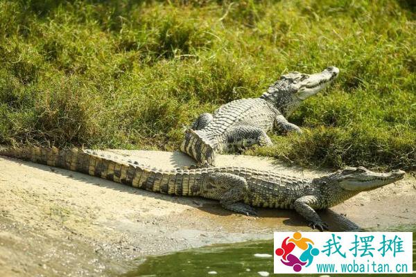 鳄鱼怎么养