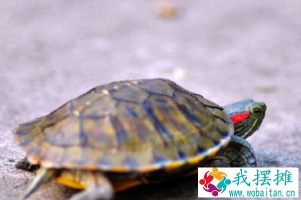 乌龟养殖密度