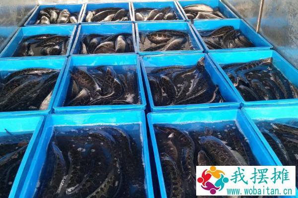 养黑鱼一亩地多少成本