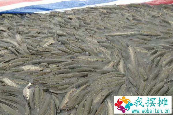 养黑鱼一亩地多少成本