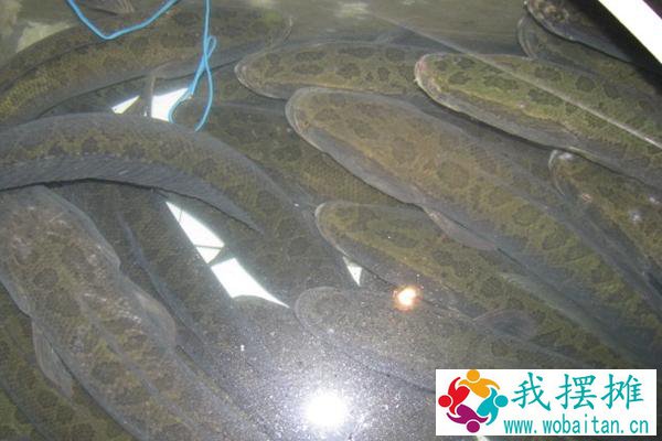 养黑鱼一亩地多少成本