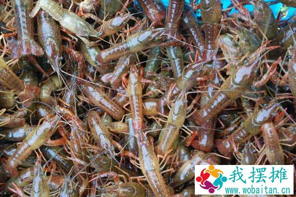 养小龙虾的风险