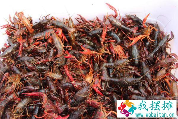 养小龙虾的风险