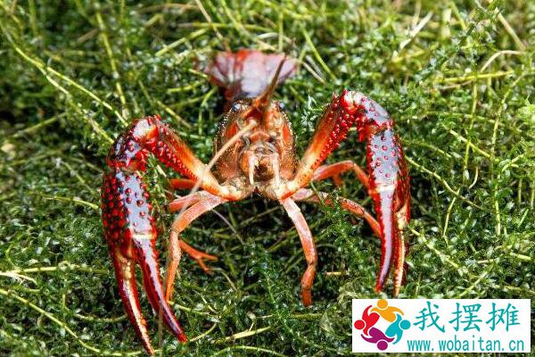 养小龙虾的风险