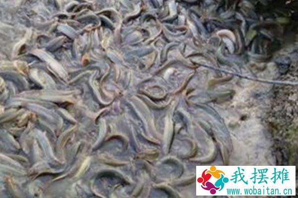 养泥鳅水深要多少