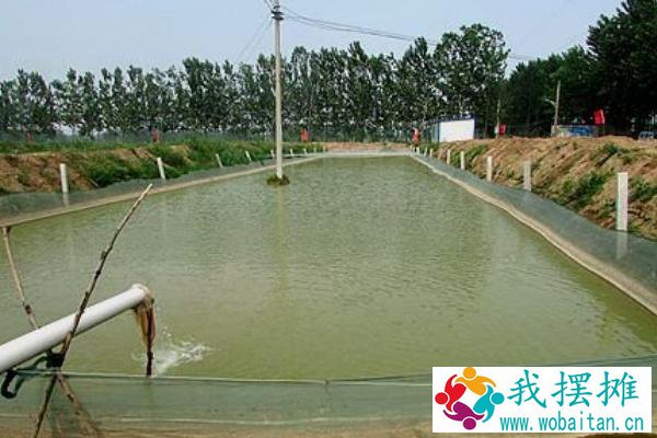 养泥鳅水深要多少
