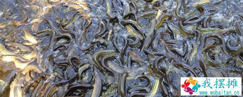 养泥鳅需要什么条件
