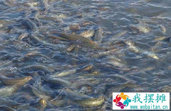 养泥鳅需要什么条件
