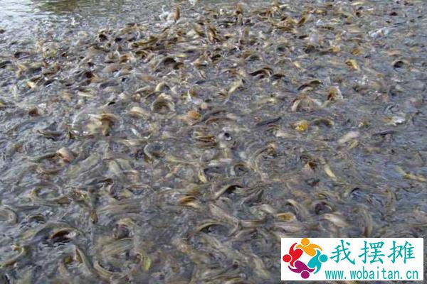 养泥鳅需要什么条件