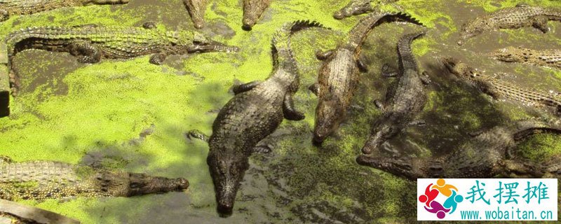 鳄鱼养殖温度要求