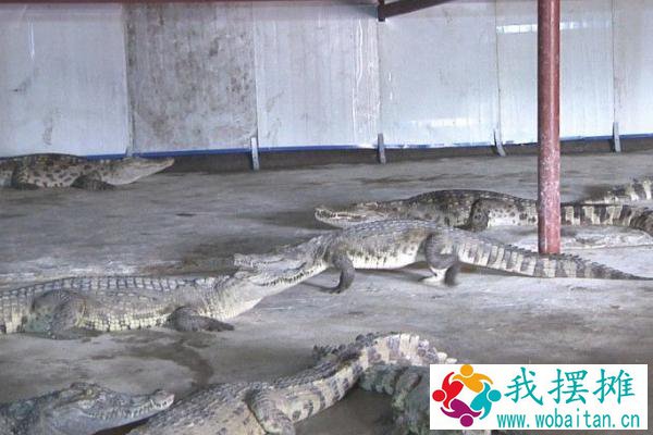 鳄鱼养殖温度要求