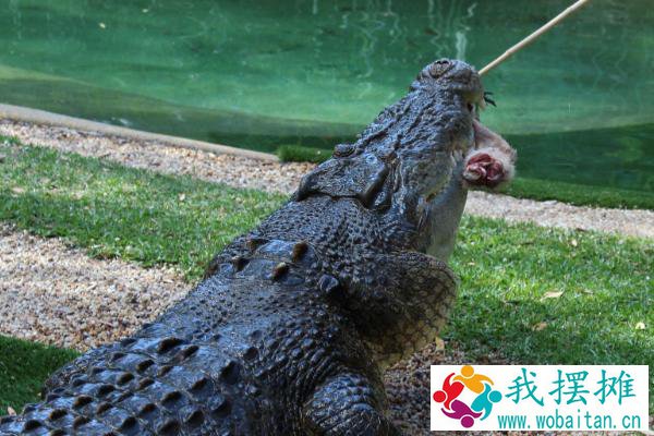 鳄鱼养殖温度要求