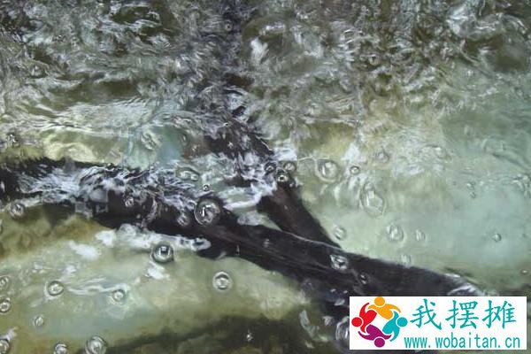 鸭嘴鱼吃什么