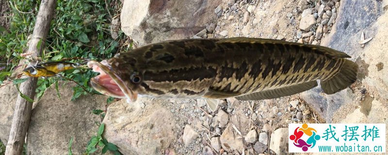 养黑鱼喂什么食物