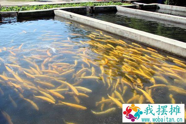 虹鳟鱼养殖条件