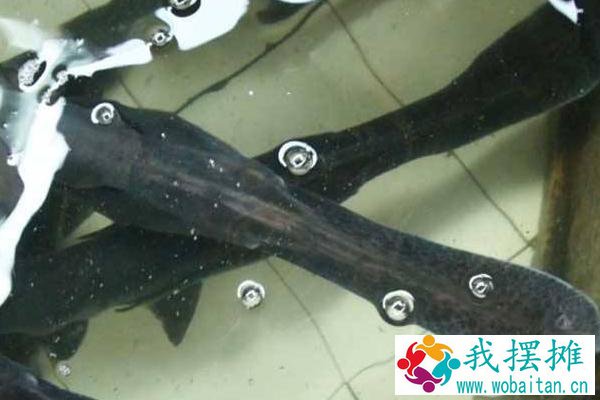 鸭嘴鱼吃什么