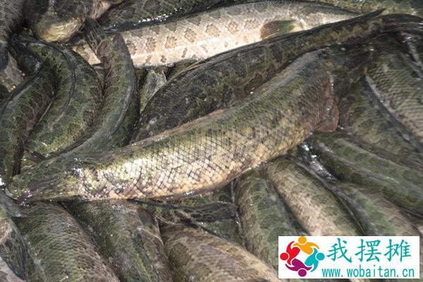 养黑鱼喂什么食物