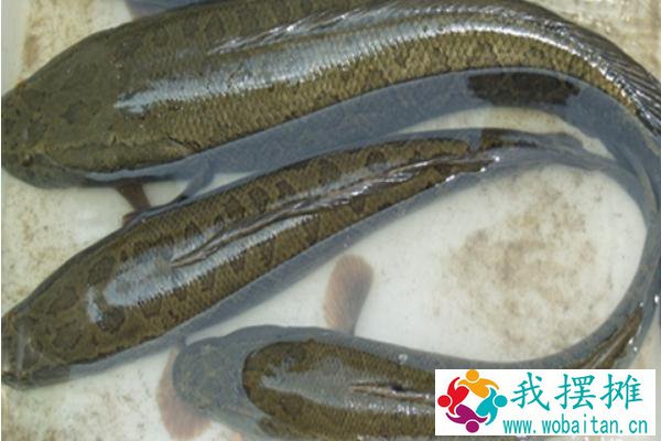 养黑鱼喂什么食物