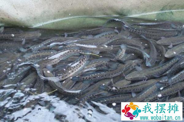 养黑鱼喂什么食物