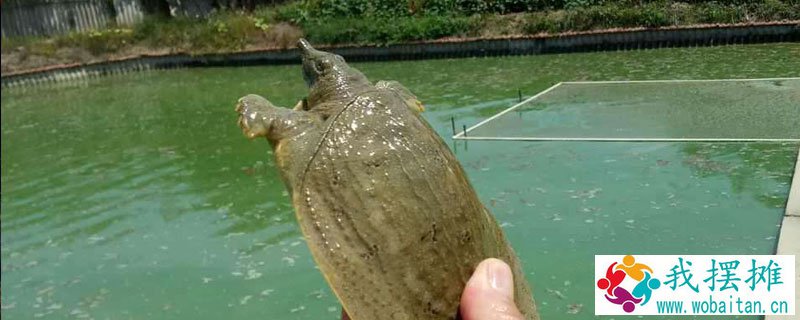 养甲鱼水要多深