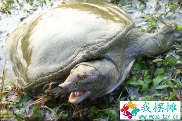 养甲鱼水要多深