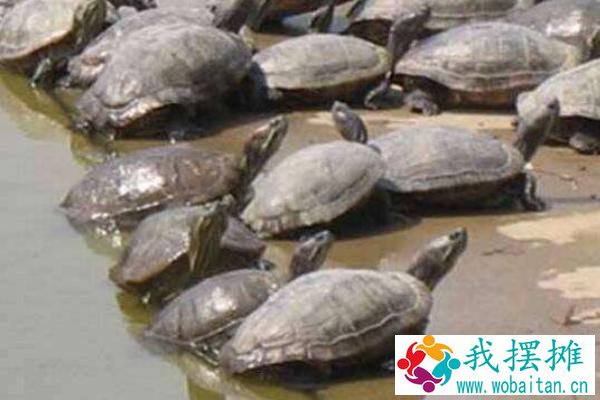 养甲鱼水要多深