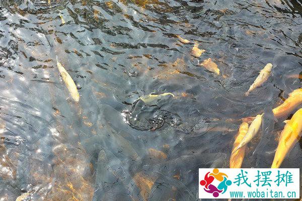 鱼缸可以养虹鳟鱼吗