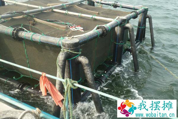 淡水可以养殖鸭嘴鱼吗