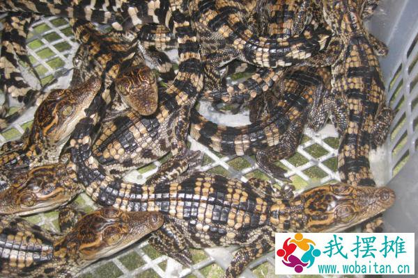 养鳄鱼的风险