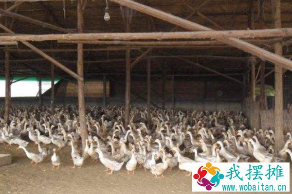养蛋鸭需要多少投资