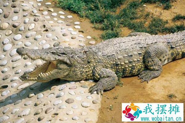 鳄鱼养殖周期