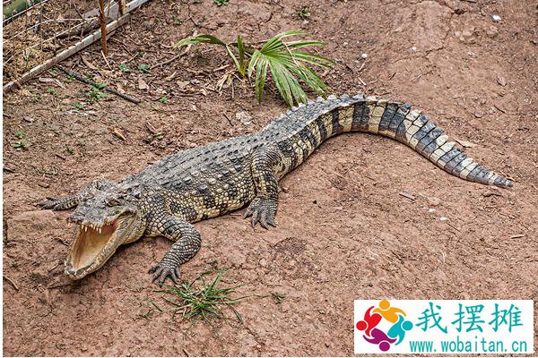 鳄鱼养殖周期